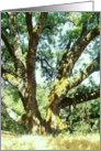split oak tree card