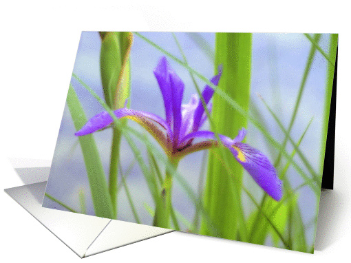 Douglas Iris card (309955)