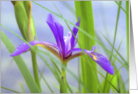 Douglas Iris card