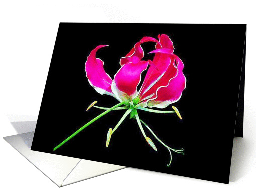 Gloriosa Lily card (309957)