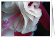 Fushia card