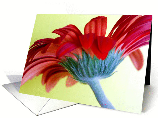 Red Daisy card (309989)