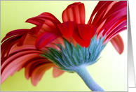 Red Daisy card