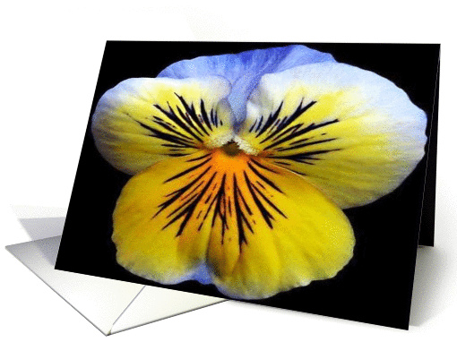 Viola card (309995)