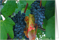 grapes at harvest