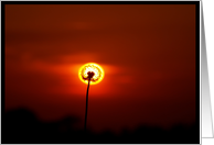 dandilion against sunset card