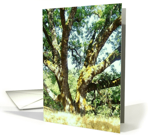 split oak tree card (311586)