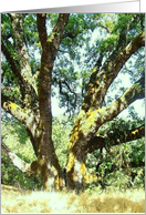 split oak tree