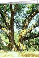 split oak tree card