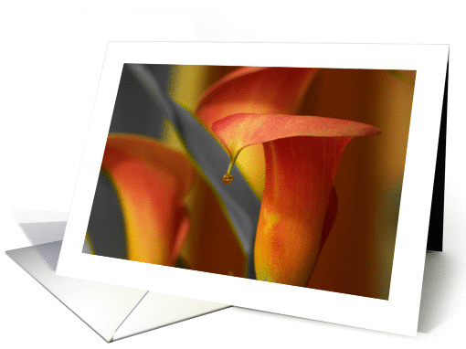 Blank Calla w/drop card (845290)