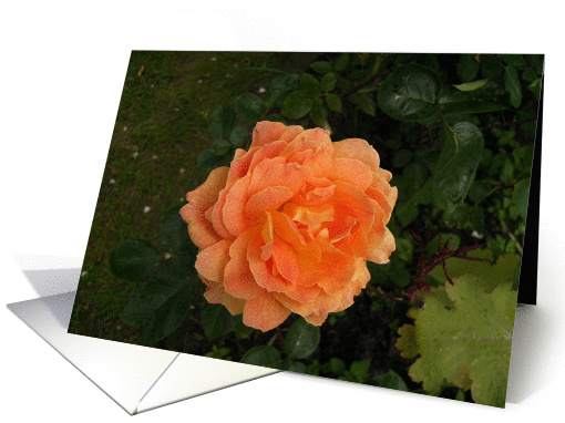 Happy Birthday, My Beautiful Rose card (253489)