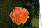 Happy Birthday, My Beautiful Rose card