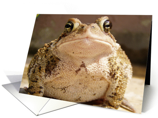 Max the Toad ... card (261174)