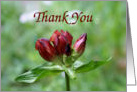Macro Red Gentian Flower In Bloom Thank You Card