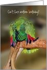 Yellow Nape Amazon Parrot Funny Getting Older Birthday Card