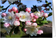 Awesome Spring Blossoms Flower Photo Blank Note Card