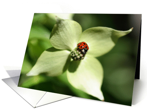 Ladybug On Dogwood Flower Photo Blank Note card (277195)