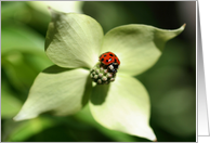 Ladybug On Dogwood Flower Photo Blank Note Card