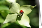 Ladybug On Dogwood Flower Photo Blank Note Card