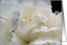 White Peony Up Close Flower Photo Blank Note Card