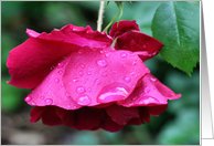 Red Rose Raindrops Flower Photo Blank Note Card