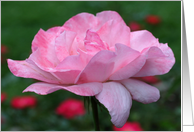 Heavenly Pink Rose Macro Flower Photo Blank Note Card