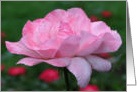 Heavenly Pink Rose Macro Flower Photo Blank Note Card