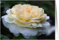 Pale YellowRose Macro Flower Photo Blank Note Card