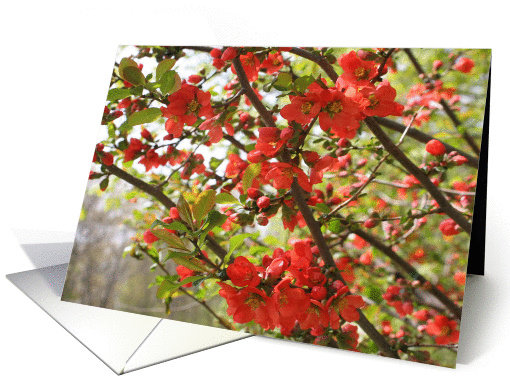 Red Spring Blossoms Flower Photo Blank Note card (277584)