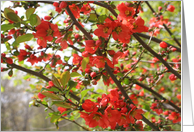 Red Spring Blossoms Flower Photo Blank Note Card