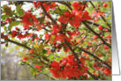 Red Spring Blossoms Flower Photo Blank Note Card