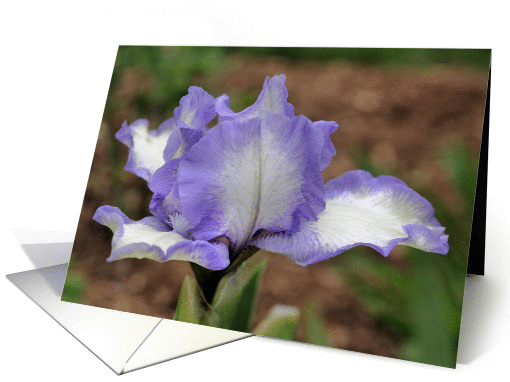 Lavender Bearded Iris Flower Photo Blank Note card (277634)