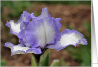 Lavender Bearded Iris Flower Photo Blank Note Card