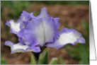 Lavender Bearded Iris Flower Photo Blank Note Card