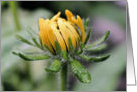 Black Eyed Susan Bud Flower Photo Blank Note Card