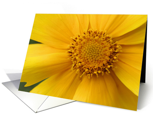 Macro Yellow Flower Photo Blank Note card (277820)