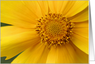 Macro Yellow Flower Photo Blank Note Card