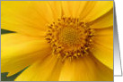 Macro Yellow Flower Photo Blank Note Card