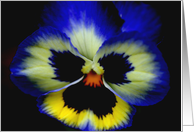 Bold Pansy Flower Photo Blank Note Card