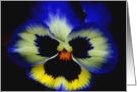 Bold Pansy Flower Photo Blank Note Card