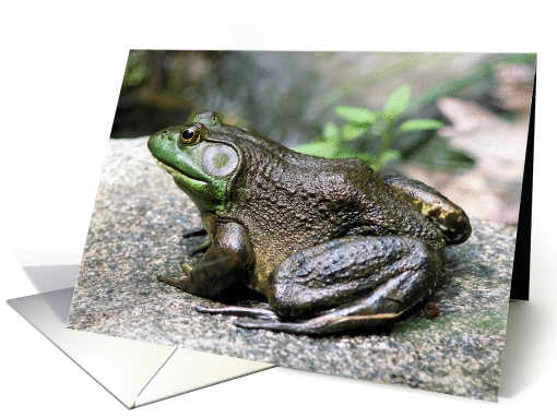 Big Old Bullfrog Nature Photo Blank Note card (277840)