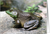 Big Old Bullfrog Nature Photo Blank Note Card