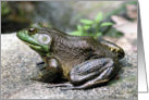 Big Old Bullfrog Nature Photo Blank Note Card