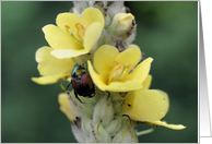 Beetle On Mullein Flower Photo Blank Note Card