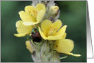 Beetle On Mullein Flower Photo Blank Note Card