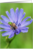 Bee On Chicory Flower Photo Blank Note Card