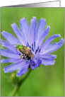 Bee On Chicory Flower Photo Blank Note Card