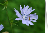 Bug On Chicory Flower Photo Blank Note Card