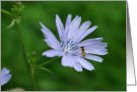 Bug On Chicory Flower Photo Blank Note Card