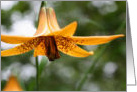 Spotted Canadian Lily Flower Photo Blank Note Card